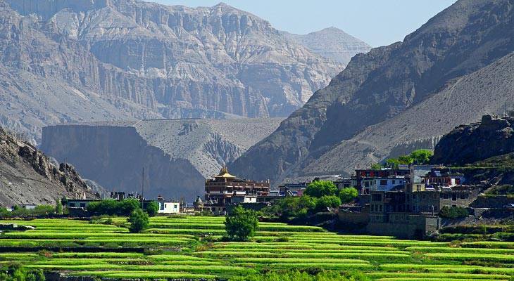 The green wheat filed along with monastery at kagbeni lower mustang