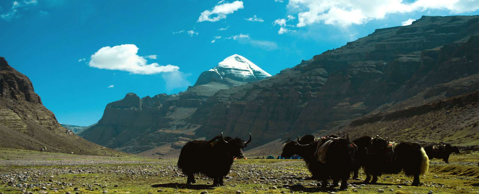 Yaks are sitting on the lap of mount kailash mountain in Tibet